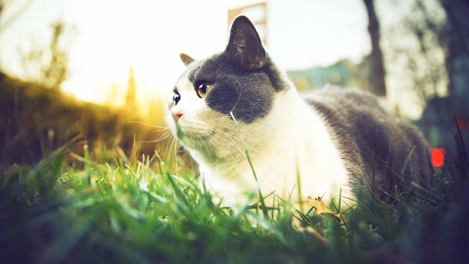 开云·Kaiyun网页版-上海海港主场取得三连胜，上海海港足球主场