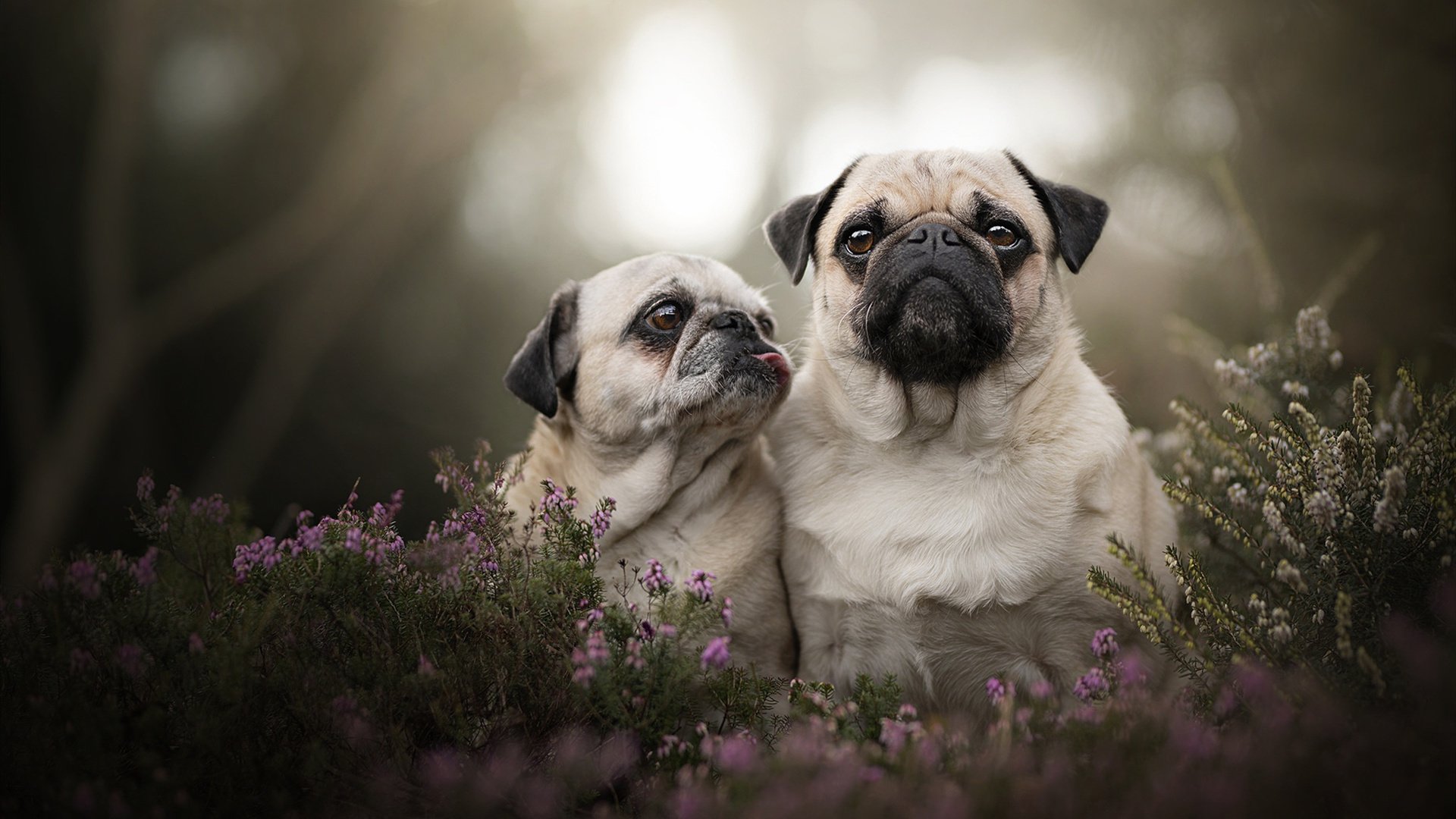 中国足球国际合作成果丰硕，青训交流合作不断深化，中国足协合作伙伴